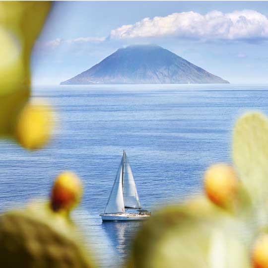 Salina's vines and Panerea's coves