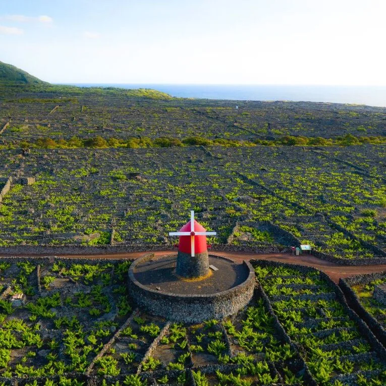 Criação Velha lava vineyards