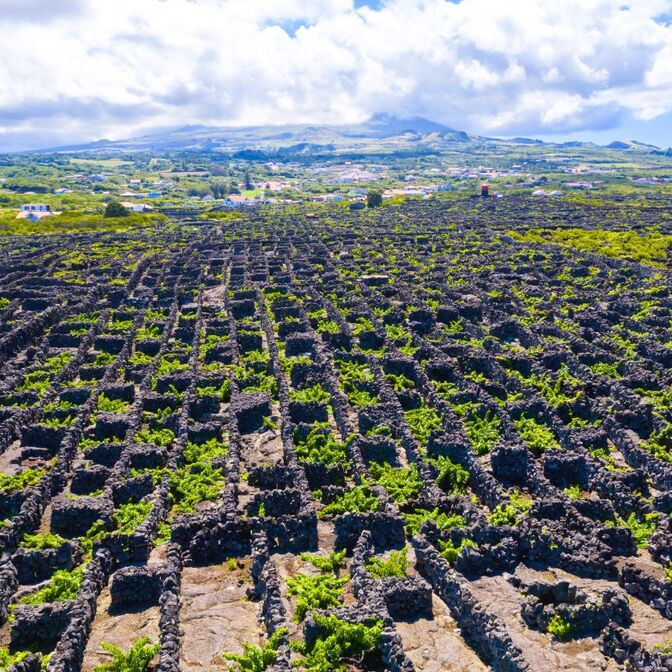 Pico Vineyards 