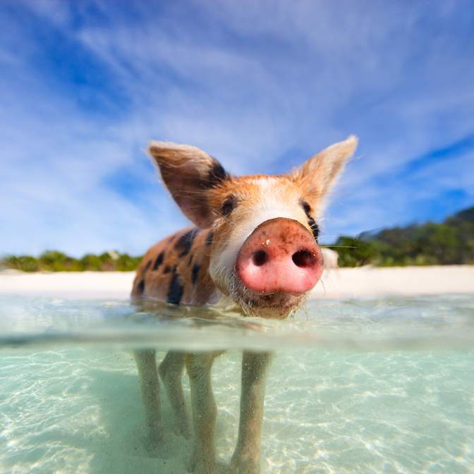 Big Major's Spot (Pig Beach)