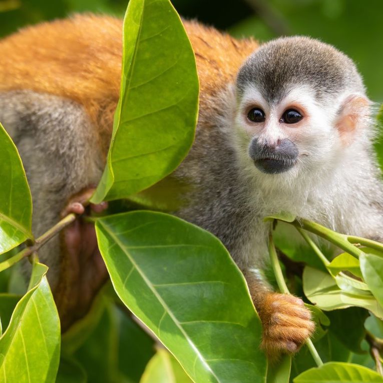 Manuel Antonio National Park