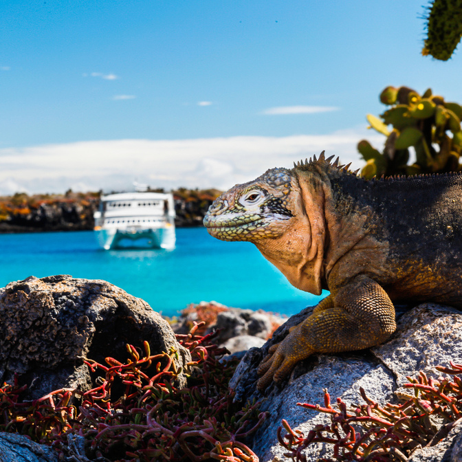 Baltra Island (embarkation) and Daphne Major & Minor Islands