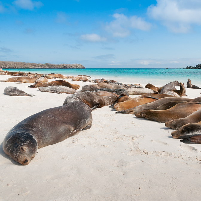 Santa Cruz Island - Playas Las Bachas and Rabida (Jervis Island)