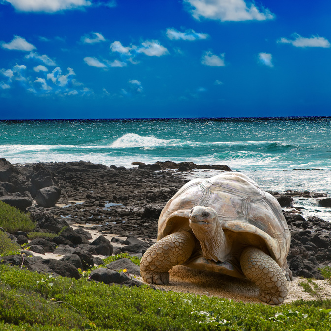 Santa Cruz Island - Darwin Station / Puerto Ayora and Highlands