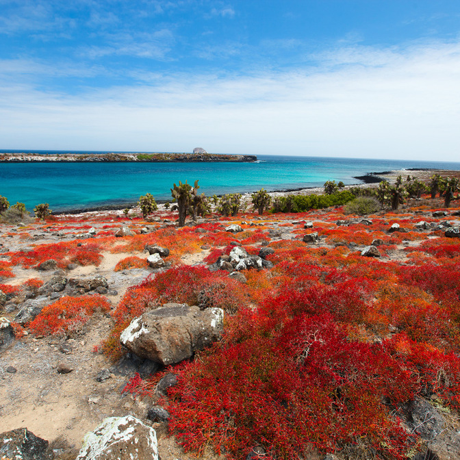 Floreana Island - Post Office Bay, Punta Cormorant and Champion Islet