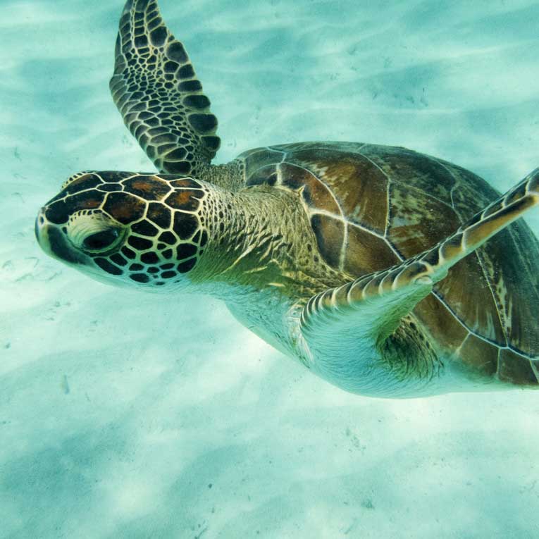 Tobago cays