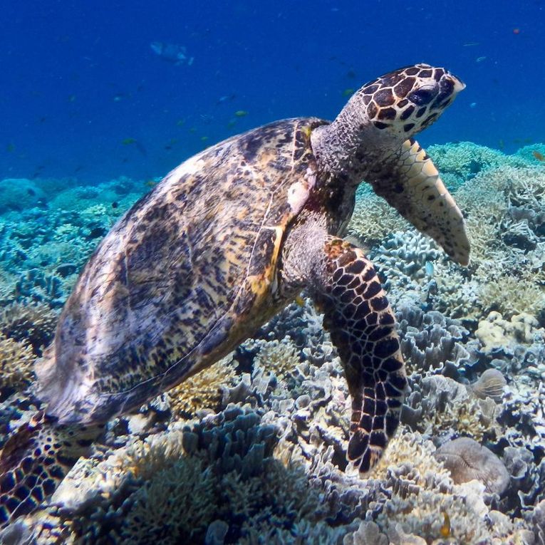Snorkel with rich marine life