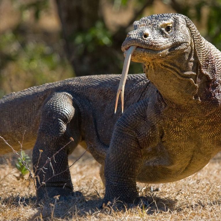 Incredible wildlife
