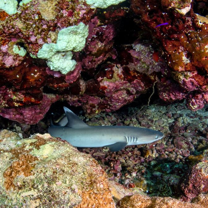 Sabolo Island