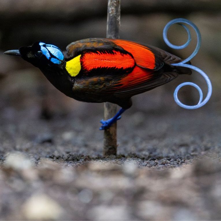 Incredible Wildlife