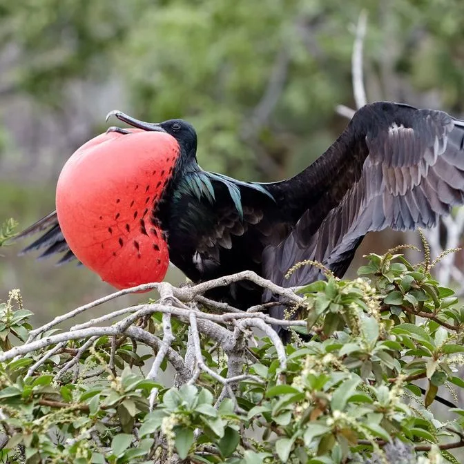 Dos Mosquises – Conservation and Culture