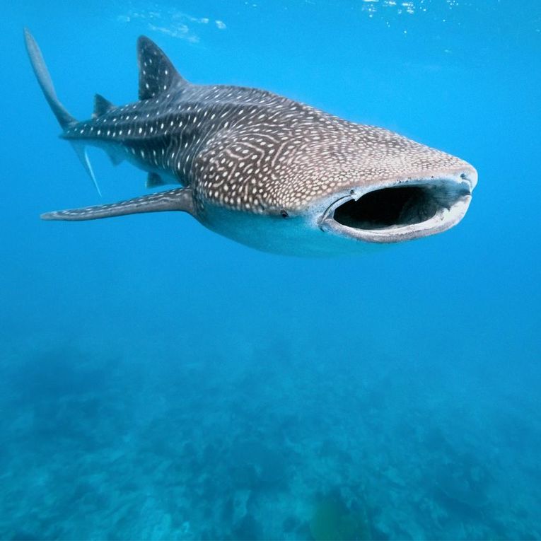 Swimming With Sharks