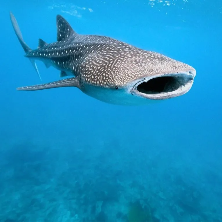 Swimming With Sharks