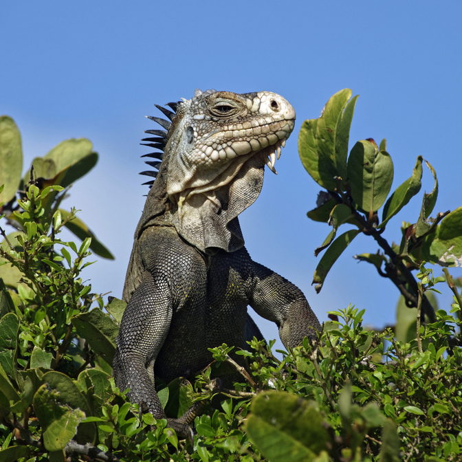 Petit Terre - Guadeloupe