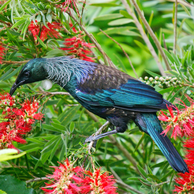 Tiritiri Matangi