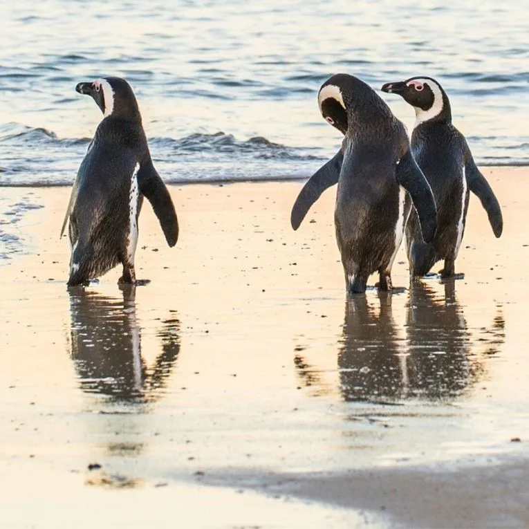 Wildlife Along the Coast