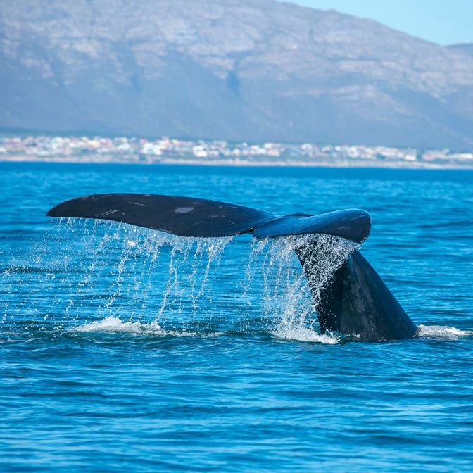 Hermanus
