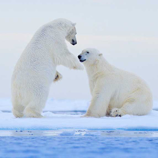 Polar bears and arctic fauna