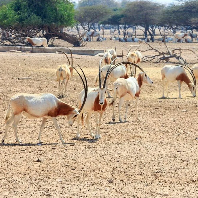 Day 5: Sir Bani Yas Island