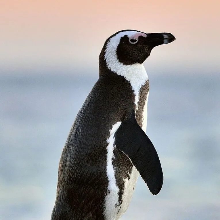 Wildlife at Close Quarters