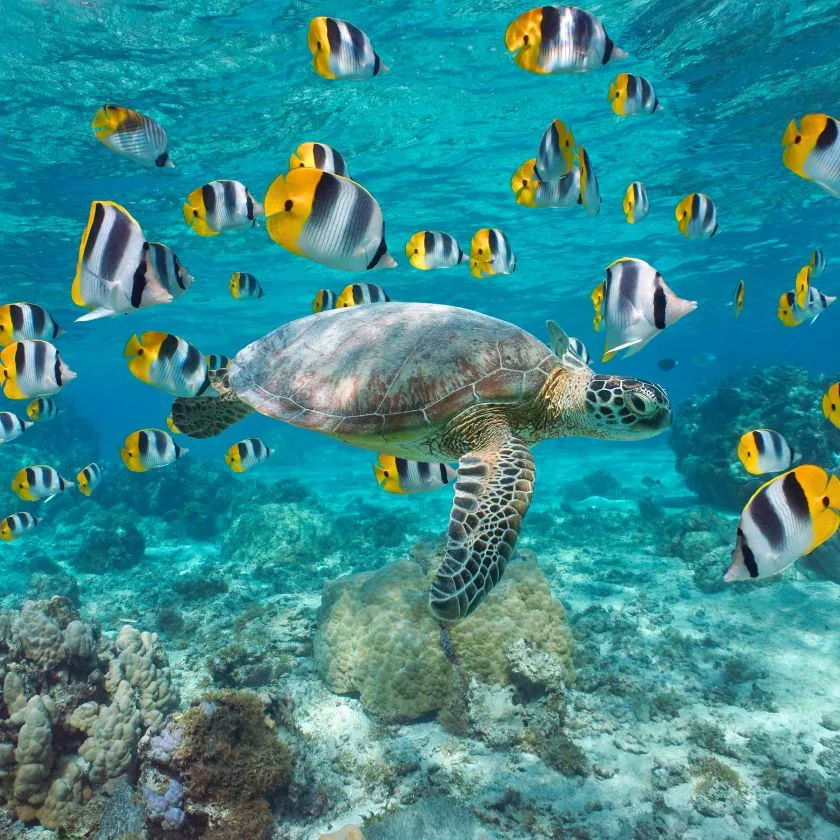 Pacific Ocean